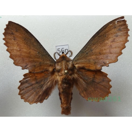 Gastropacha quercifolia (Linnaeus, 1758) male Poland56n